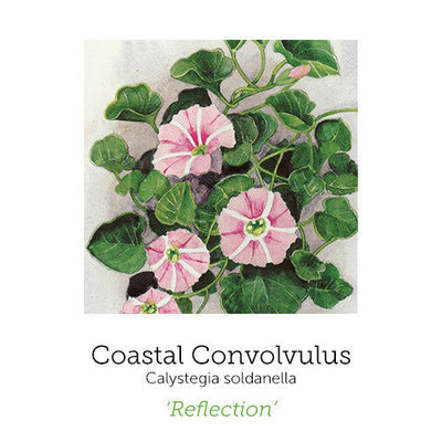 https://cdn.shopify.com/s/files/1/0871/5596/6256/files/coastal-convolvulus_1_1.jpg?v=1717055094
