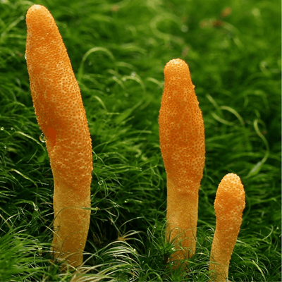 https://cdn.shopify.com/s/files/1/0549/2123/2459/products/cordyceps-mushroom-liquid-extractLS_jpg.png?v=1710962023