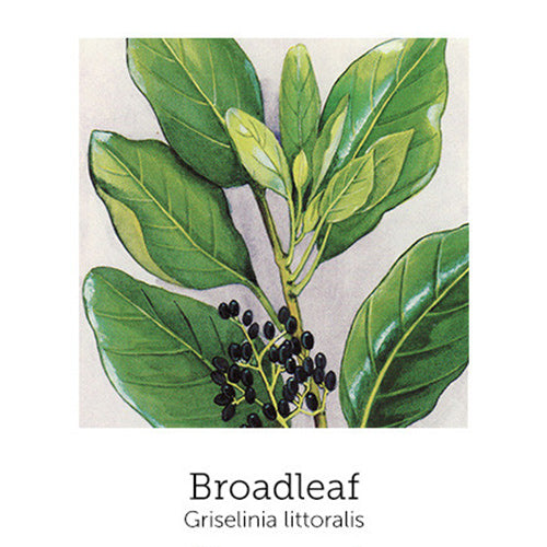 https://cdn.shopify.com/s/files/1/0871/5596/6256/files/flnh-broadleaf.jpg?v=1717056233