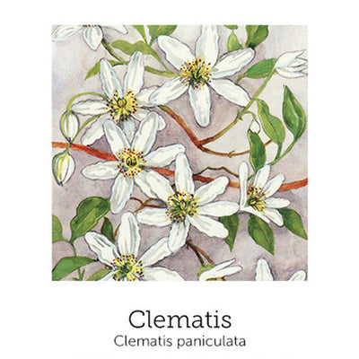 https://cdn.shopify.com/s/files/1/0871/5596/6256/files/flnh-clematis.jpg?v=1717056233