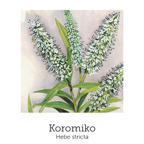 https://cdn.shopify.com/s/files/1/0871/5596/6256/files/flnh-koromiko.jpg?v=1717053826