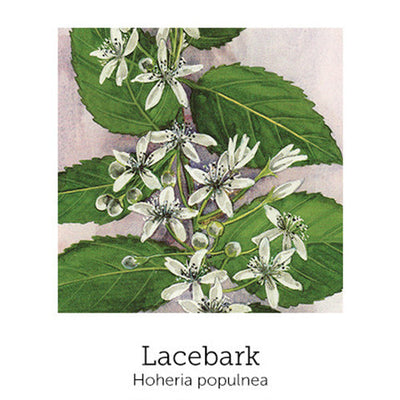 https://cdn.shopify.com/s/files/1/0871/5596/6256/files/flnh-lacebark.jpg?v=1717056235