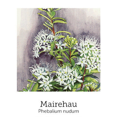 https://cdn.shopify.com/s/files/1/0871/5596/6256/files/flnh-mairehau.jpg?v=1717053969