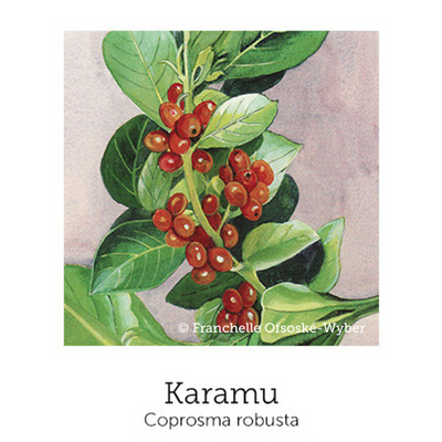 https://cdn.shopify.com/s/files/1/0871/5596/6256/files/karamu.png?v=1717056553