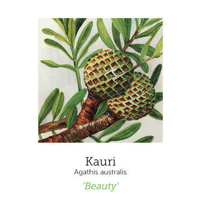 https://cdn.shopify.com/s/files/1/0871/5596/6256/files/kauri_1_4_4.jpg?v=1717055091