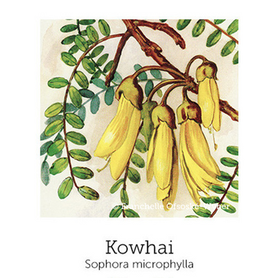 https://cdn.shopify.com/s/files/1/0871/5596/6256/files/kowhai_1.png?v=1718175740