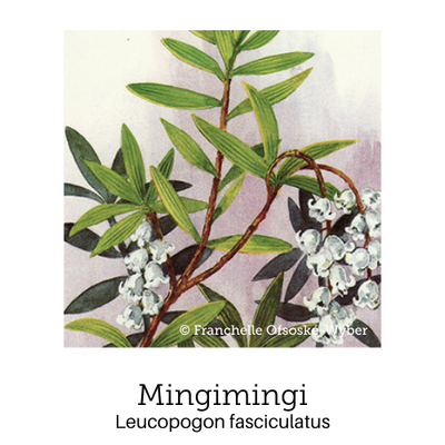 https://cdn.shopify.com/s/files/1/0871/5596/6256/files/no15mingimingi_1.png?v=1717055309