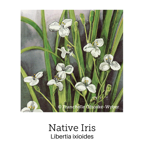 https://cdn.shopify.com/s/files/1/0871/5596/6256/files/no31native-iris_1.png?v=1717055646
