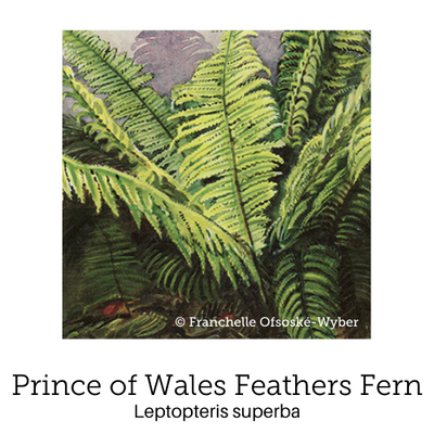 https://cdn.shopify.com/s/files/1/0871/5596/6256/files/no41prince-of-wales-feathers-fern_1.png?v=1717055644