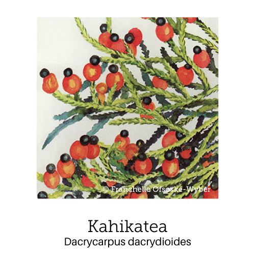 https://cdn.shopify.com/s/files/1/0871/5596/6256/files/no44kahikatea.png?v=1717054997