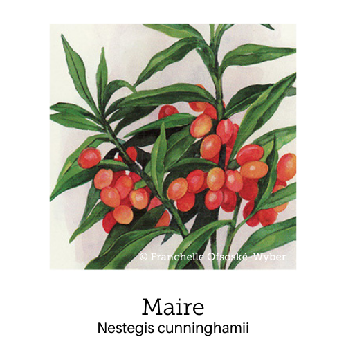 https://cdn.shopify.com/s/files/1/0871/5596/6256/files/no48maire.png?v=1717054994