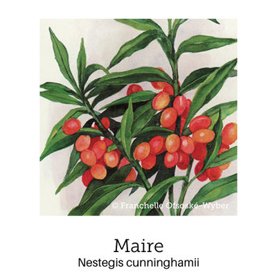 https://cdn.shopify.com/s/files/1/0871/5596/6256/files/no48maire.png?v=1717054994