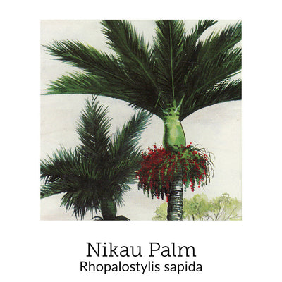 https://cdn.shopify.com/s/files/1/0871/5596/6256/files/no52nikaupalm.jpg?v=1718174652