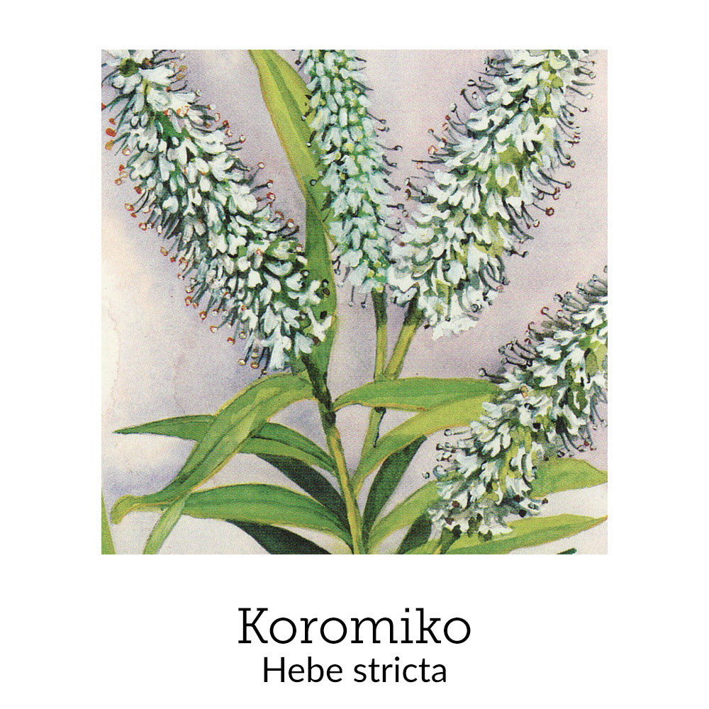 https://cdn.shopify.com/s/files/1/0871/5596/6256/files/no64koromiko.jpg?v=1718174652