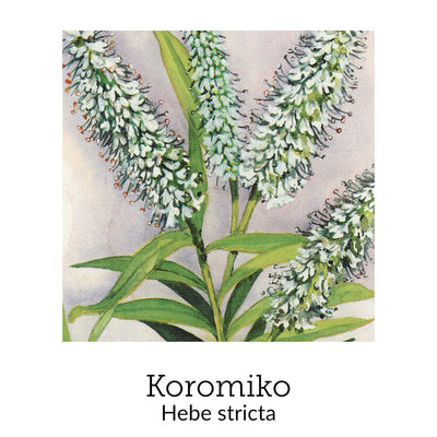 https://cdn.shopify.com/s/files/1/0871/5596/6256/files/no64koromiko.jpg?v=1718174652
