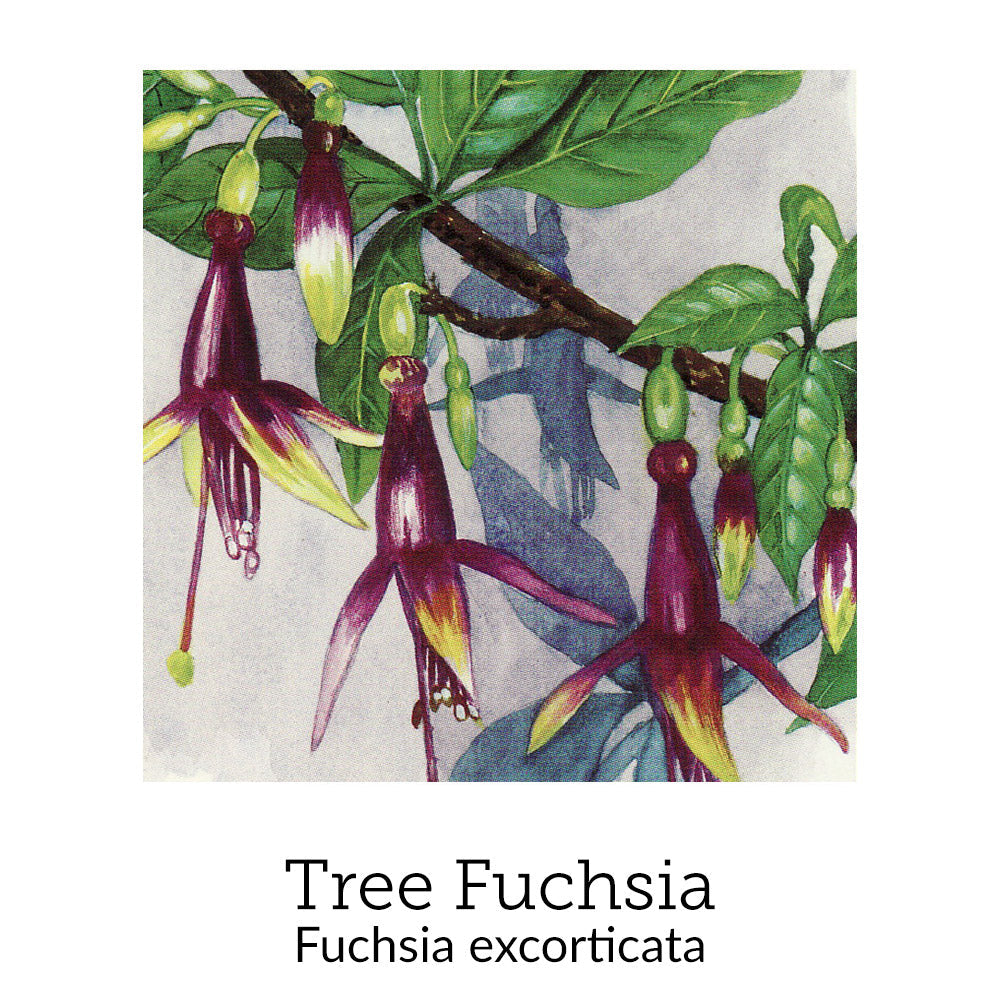 https://cdn.shopify.com/s/files/1/0871/5596/6256/files/no65treefuchsia.jpg?v=1718174652