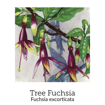 https://cdn.shopify.com/s/files/1/0871/5596/6256/files/no65treefuchsia.jpg?v=1718174652
