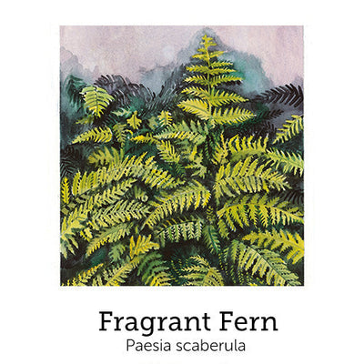 https://cdn.shopify.com/s/files/1/0871/5596/6256/files/no79fragrantfern.jpg?v=1718175740