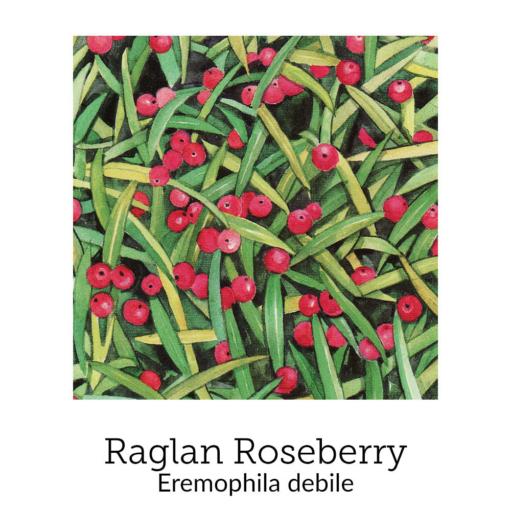 https://cdn.shopify.com/s/files/1/0871/5596/6256/files/no80raglanroseberry.jpg?v=1718174652