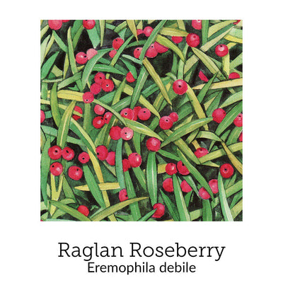 https://cdn.shopify.com/s/files/1/0871/5596/6256/files/no80raglanroseberry.jpg?v=1718174652