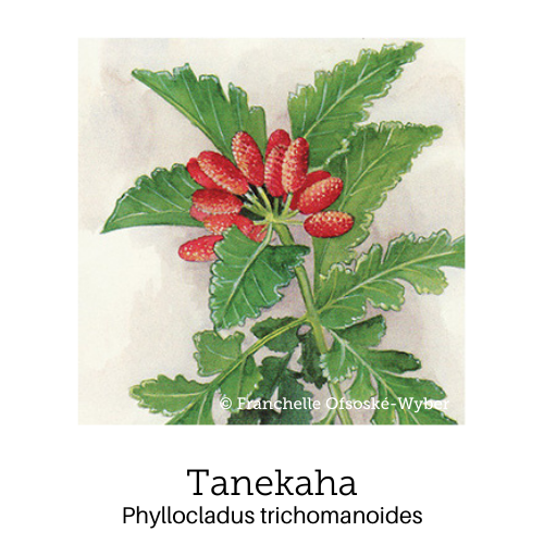 https://cdn.shopify.com/s/files/1/0871/5596/6256/files/no81tanekaha.png?v=1717054817