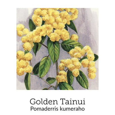 https://cdn.shopify.com/s/files/1/0871/5596/6256/files/no82goldentainui.jpg?v=1718174652