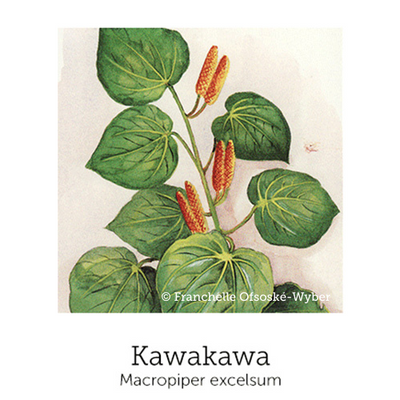 https://cdn.shopify.com/s/files/1/0871/5596/6256/files/no84kawakawa.png?v=1718175740
