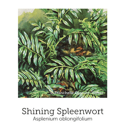 https://cdn.shopify.com/s/files/1/0871/5596/6256/files/shiningspleenwort.png?v=1718175740
