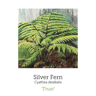 https://cdn.shopify.com/s/files/1/0871/5596/6256/files/silver-fern_1_4_4.jpg?v=1717055094