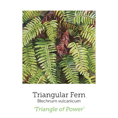 https://cdn.shopify.com/s/files/1/0871/5596/6256/files/triangular-fern_1_1.jpg?v=1717055094